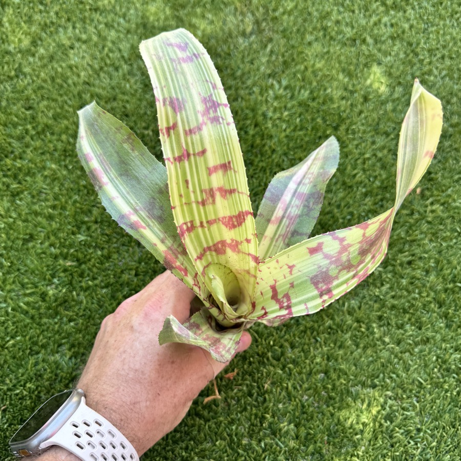 Neoregelia 'Sea Lion x Snake Charmer' - Forever Tropicals