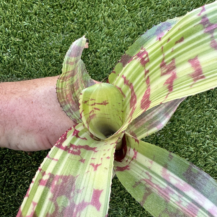 Neoregelia 'Sea Lion x Snake Charmer' - Forever Tropicals
