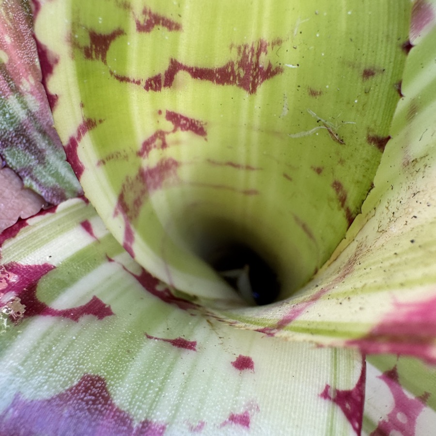 Neoregelia 'Sea Lion x Snake Charmer' - Forever Tropicals