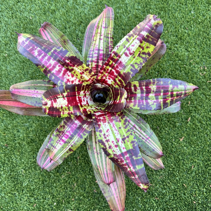 Neoregelia 'Highlander x Bobby Dazzler' - Forever Tropicals