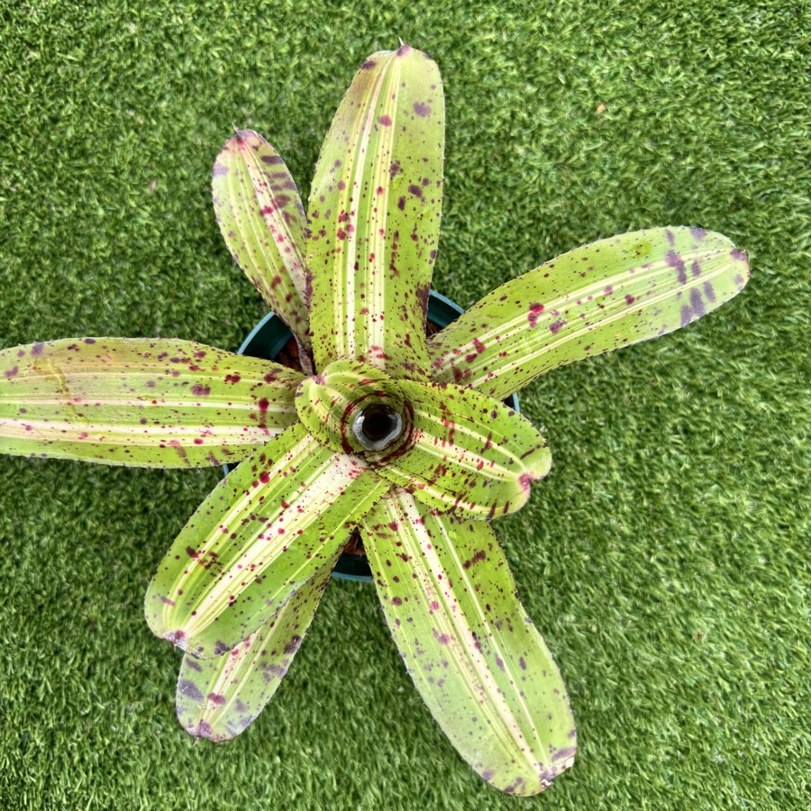 Neoregelia 'Highlander x Bobby Dazzler' - Forever Tropicals