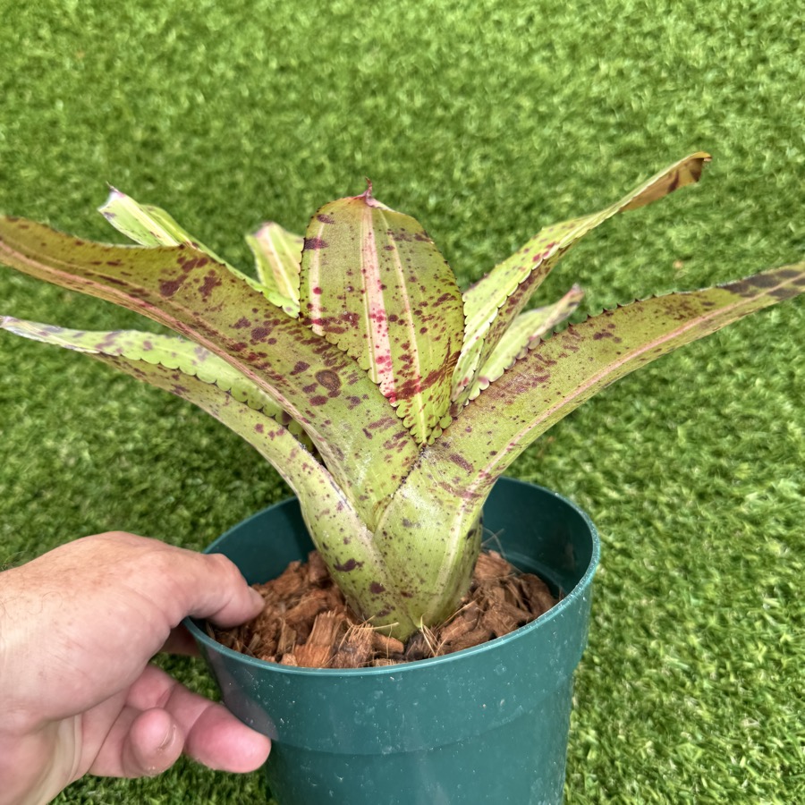 Neoregelia 'Highlander x Bobby Dazzler' - Forever Tropicals