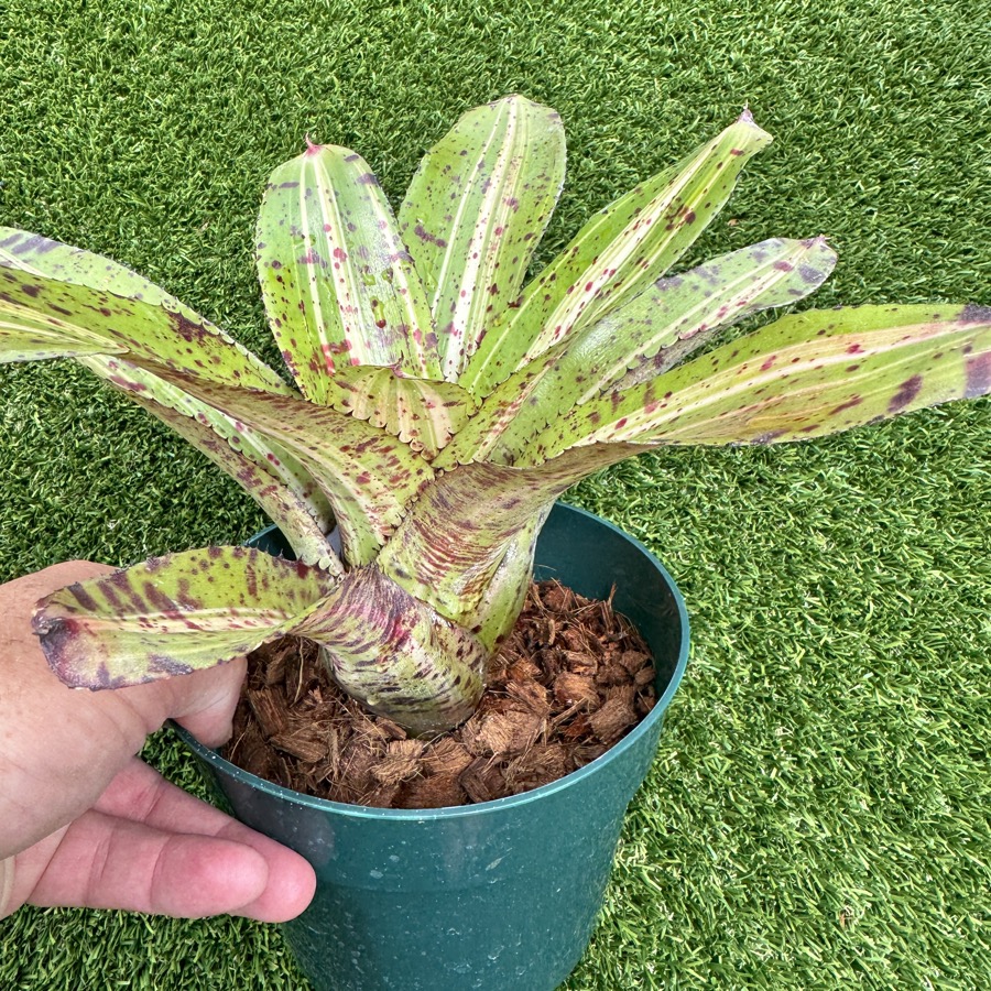 Neoregelia 'Highlander x Bobby Dazzler' - Forever Tropicals