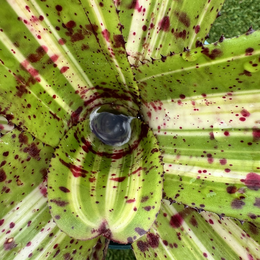 Neoregelia 'Highlander x Bobby Dazzler' - Forever Tropicals