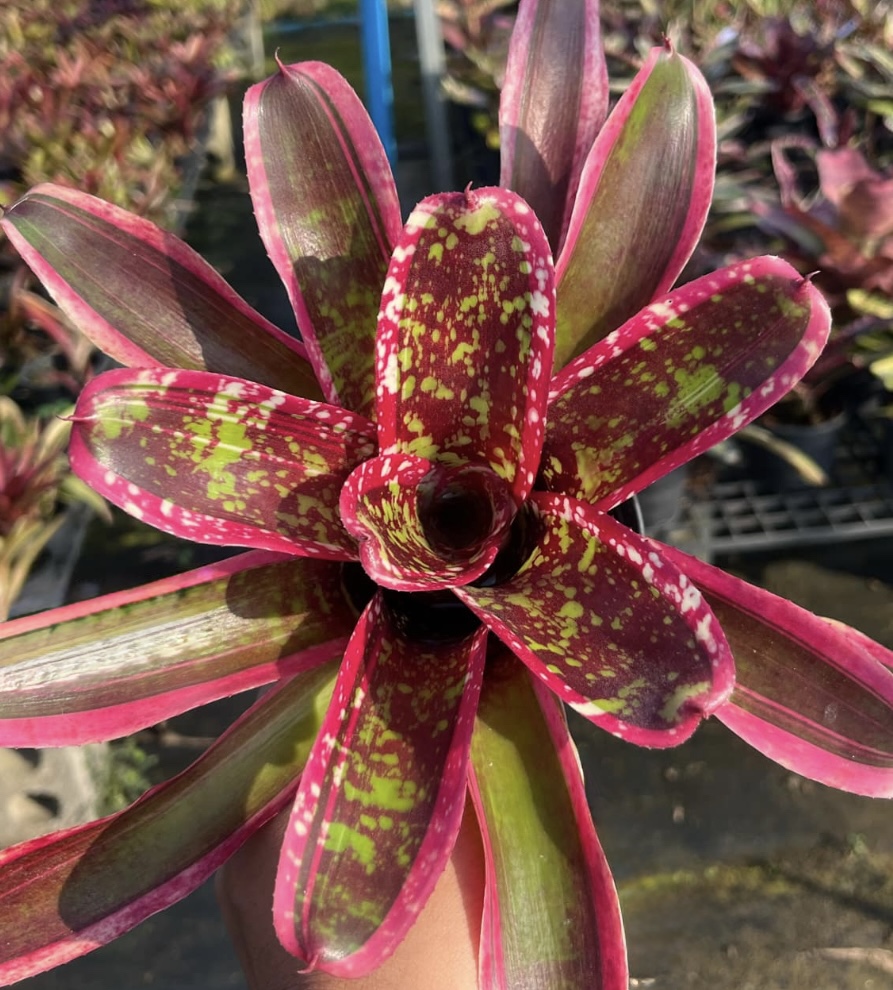 Neoregelia 'Pink Bubble' - Forever Tropicals
