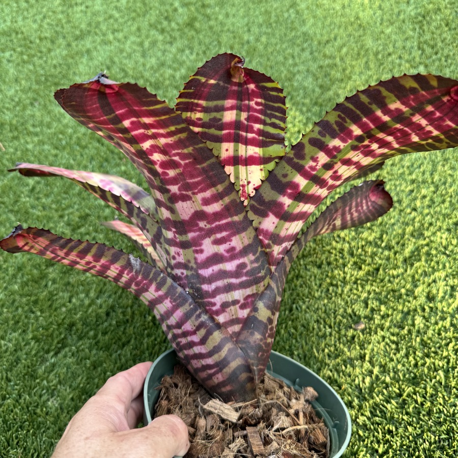 Neoregelia 'Adrenaline x Black Opal' - Forever Tropicals