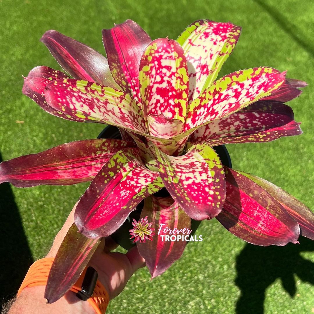 Neoregelia 'Mariachi' - Forever Tropicals
