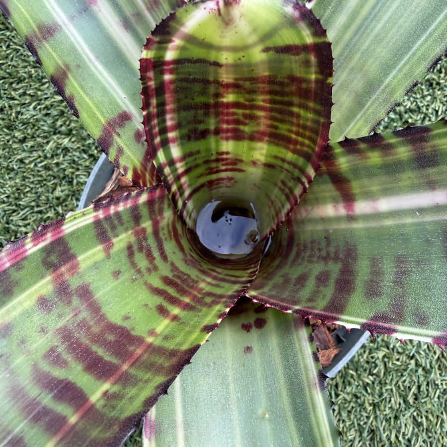 Neoregelia 'Snow Tiger x Black Opal' - Forever Tropicals