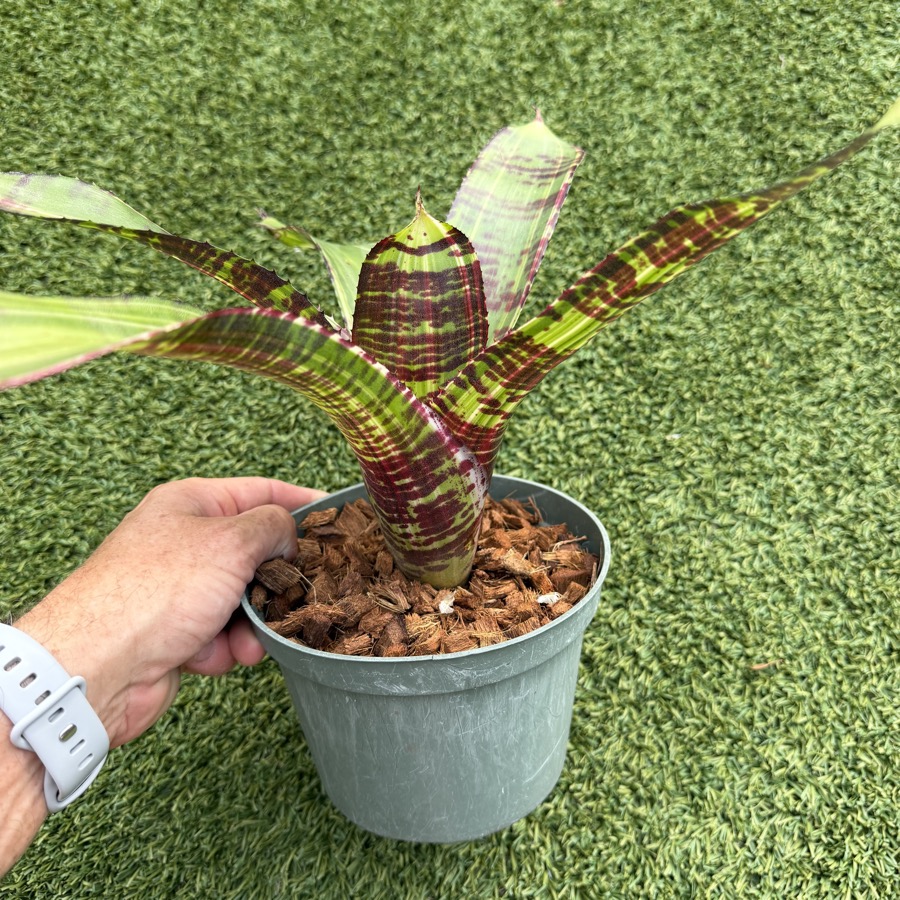 Neoregelia 'Snow Tiger x Black Opal' - Forever Tropicals