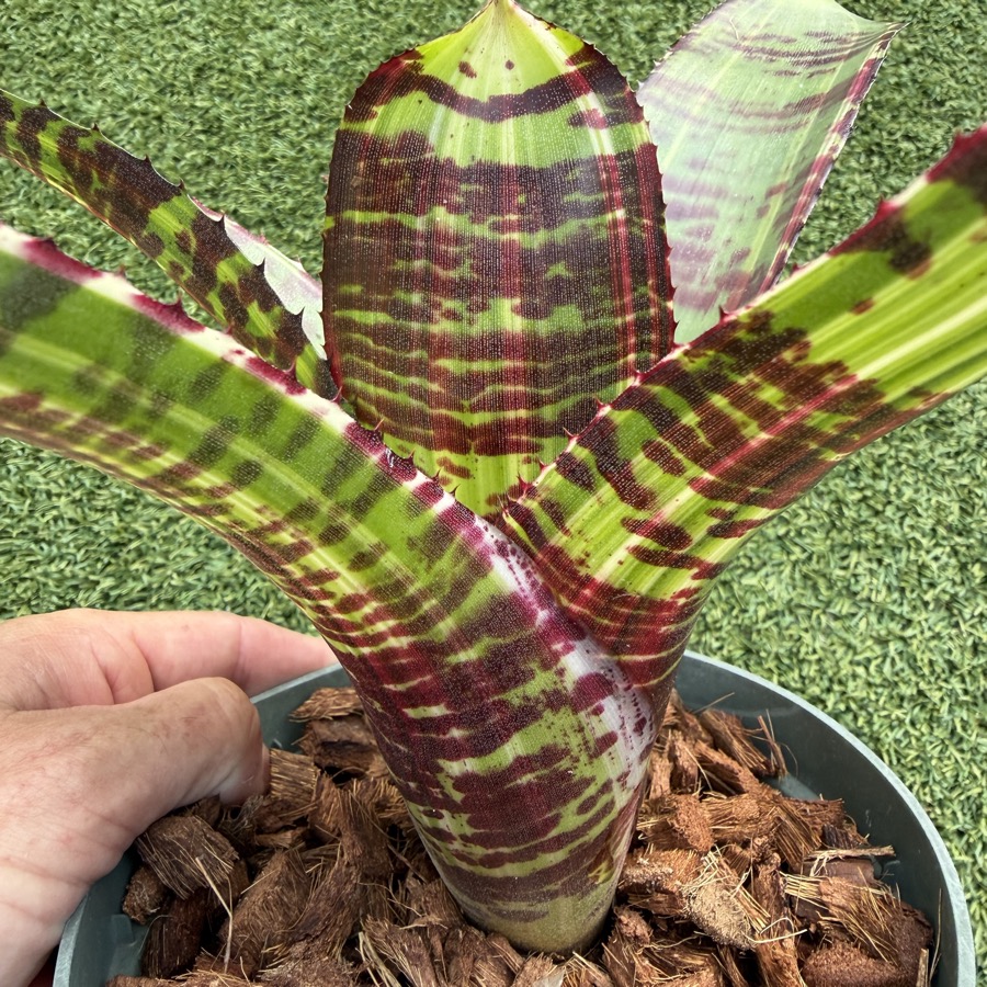 Neoregelia 'Snow Tiger x Black Opal' - Forever Tropicals
