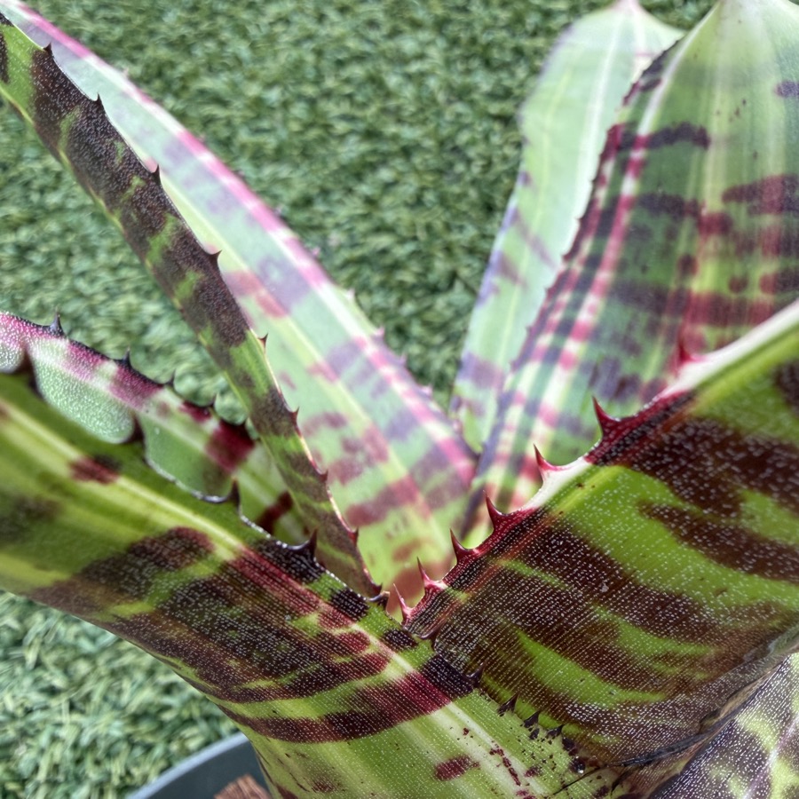 Neoregelia 'Snow Tiger x Black Opal' - Forever Tropicals