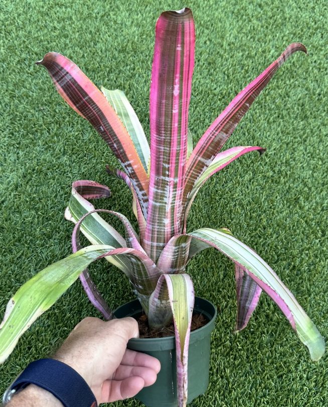 Aechmea 'Miami Fire' - Forever Tropicals