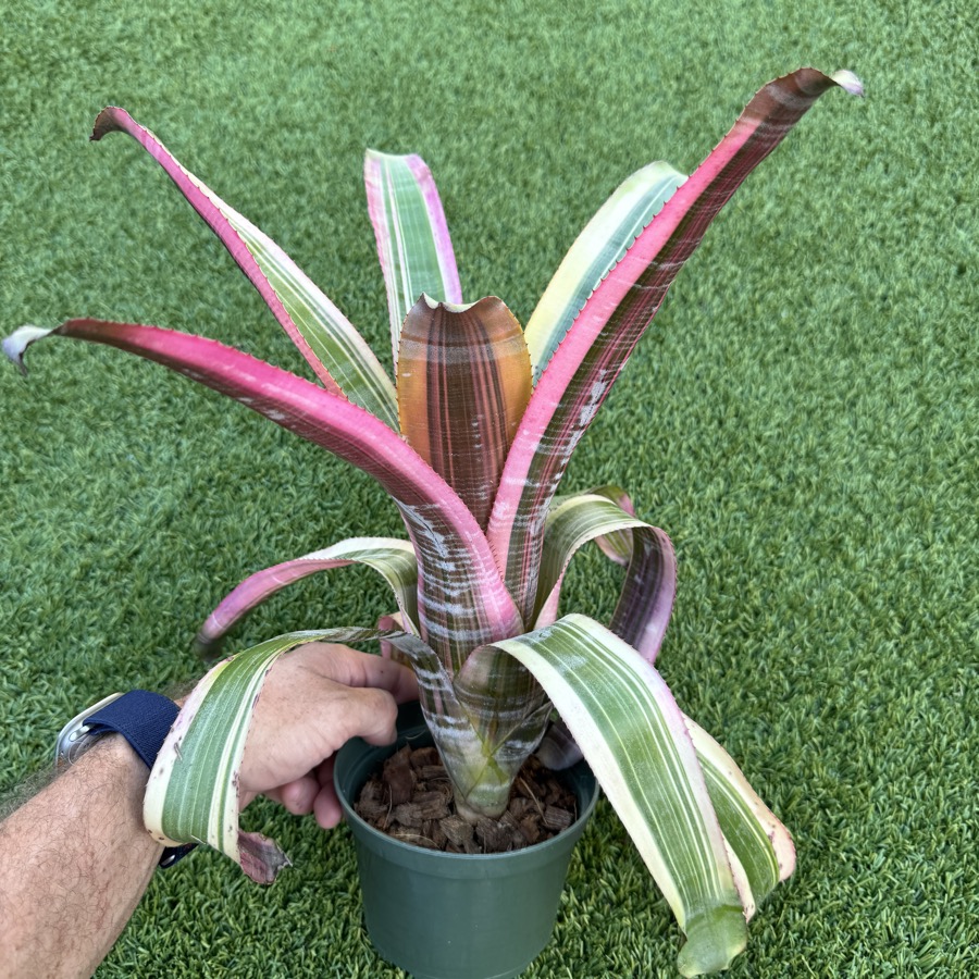Aechmea 'Miami Fire' - Forever Tropicals