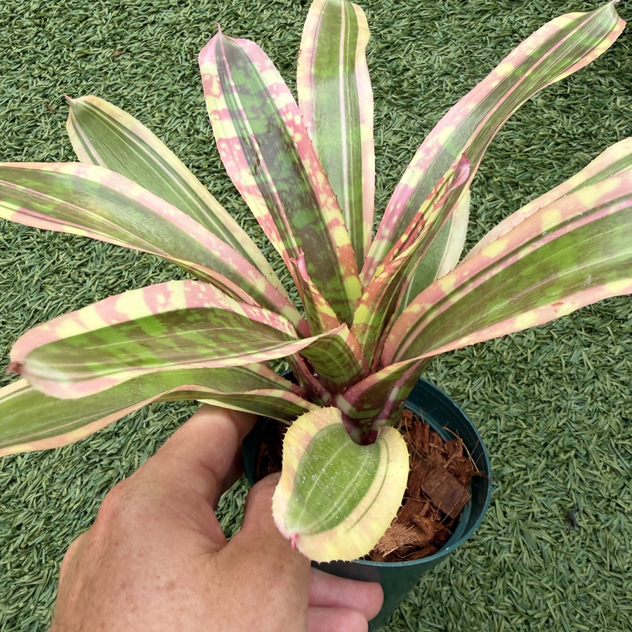 Neoregelia 'Queen Bee Albo' - Forever Tropicals