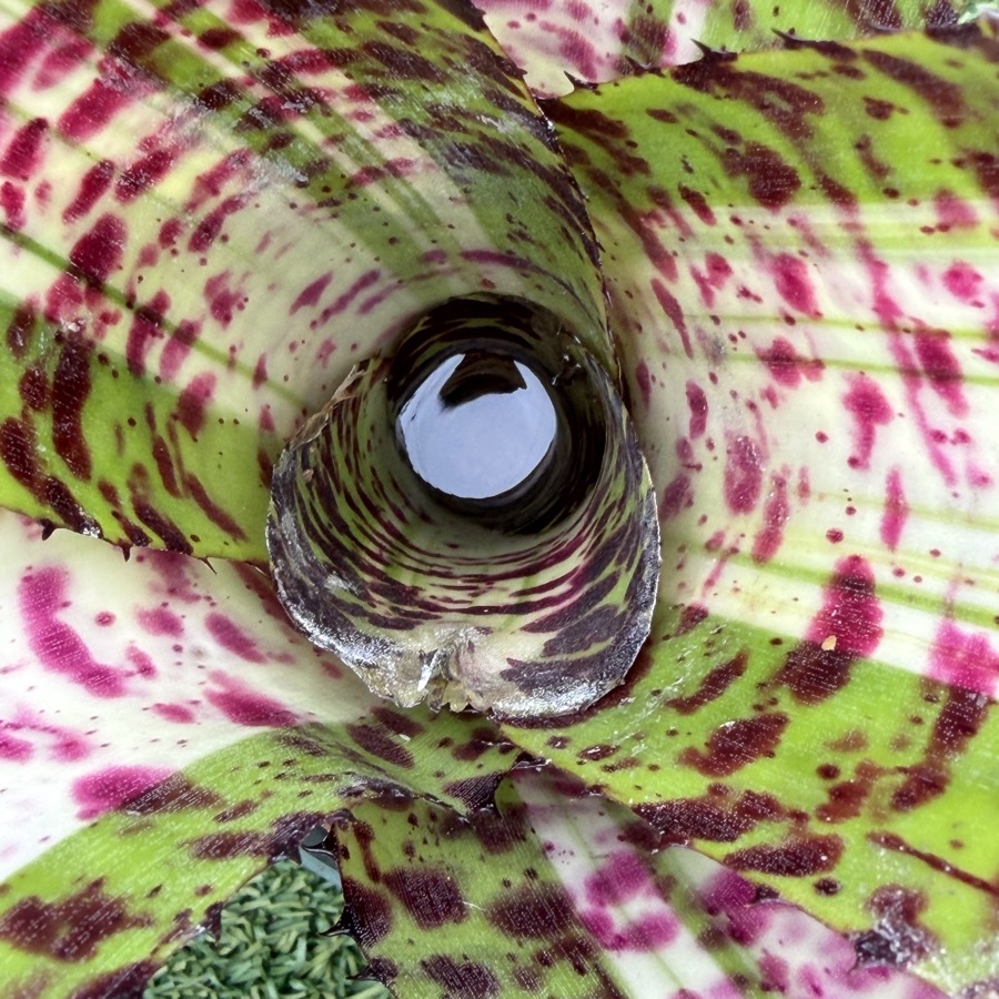 Neoregelia 'Adrenaline x Black Opal' - Forever Tropicals