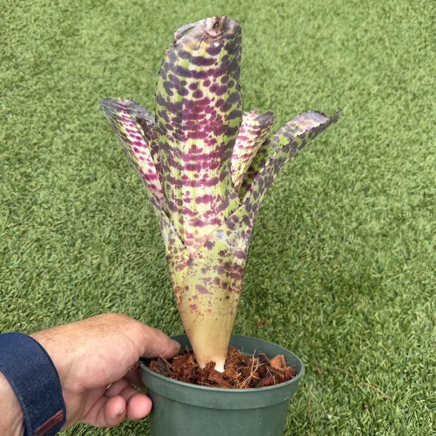 Neoregelia 'Adrenaline x Black Opal' - Forever Tropicals