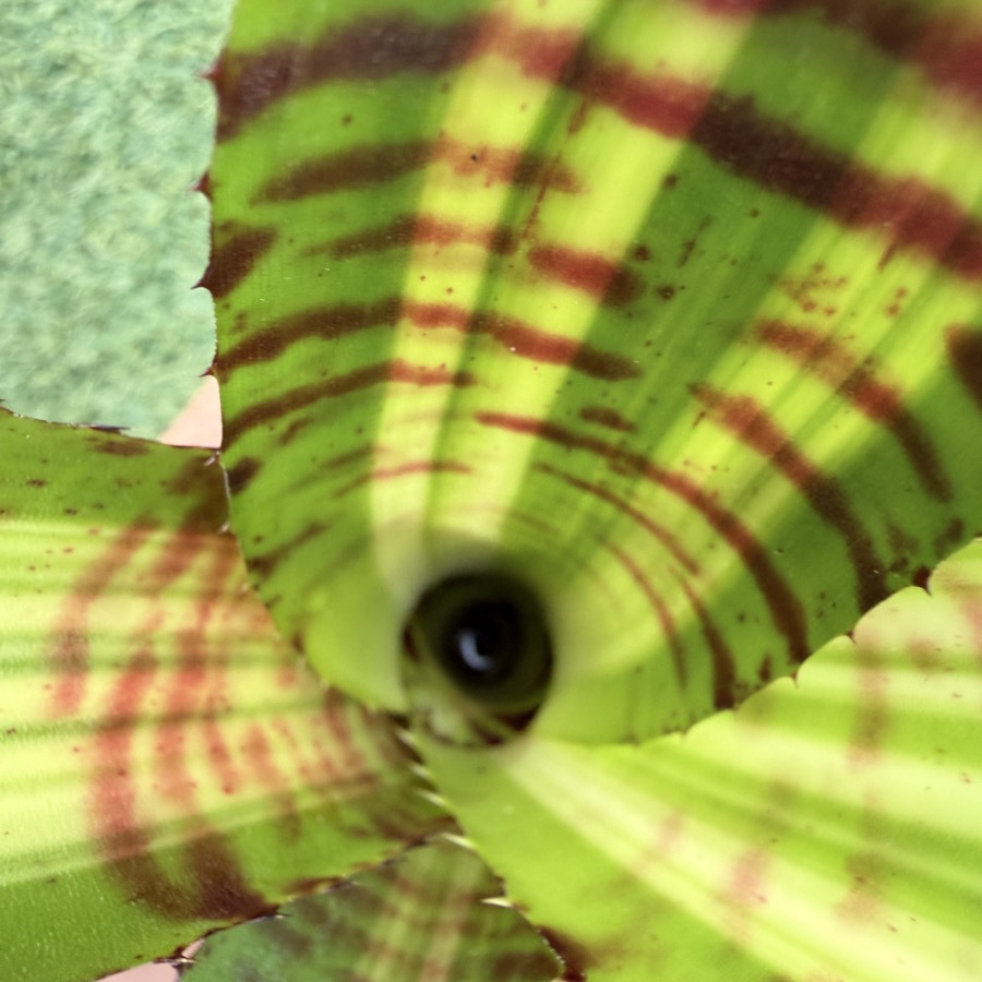 Neoregelia 'Hyena' - Forever Tropicals