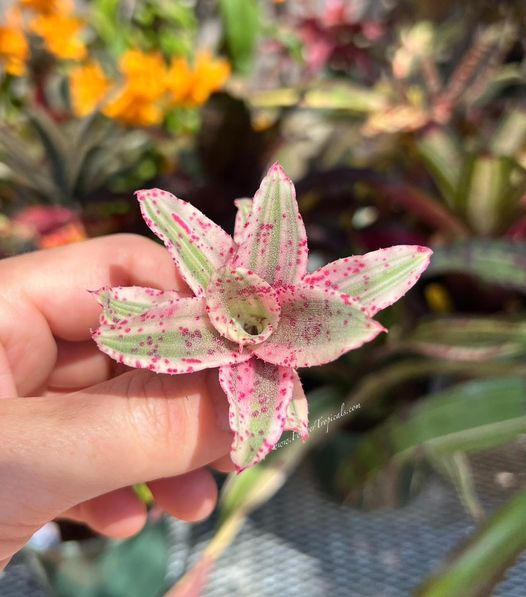 Neoregelia 'Lucifer' variegated - Forever Tropicals
