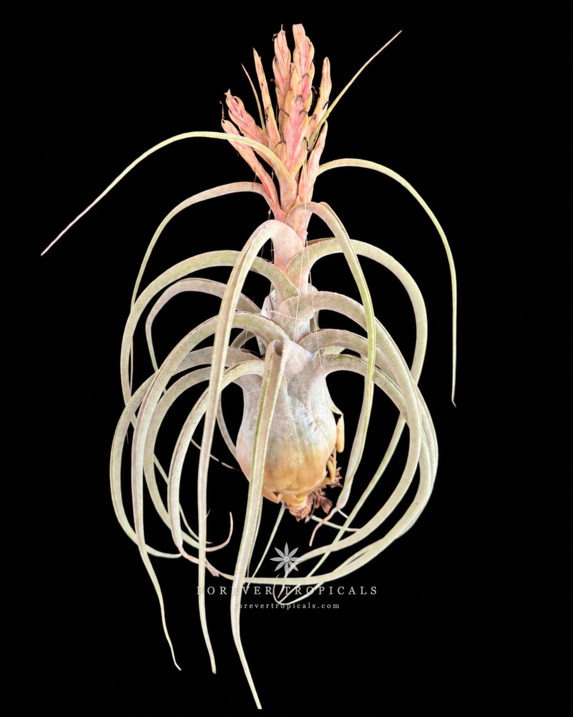 Tillandsia - Forever Tropicals