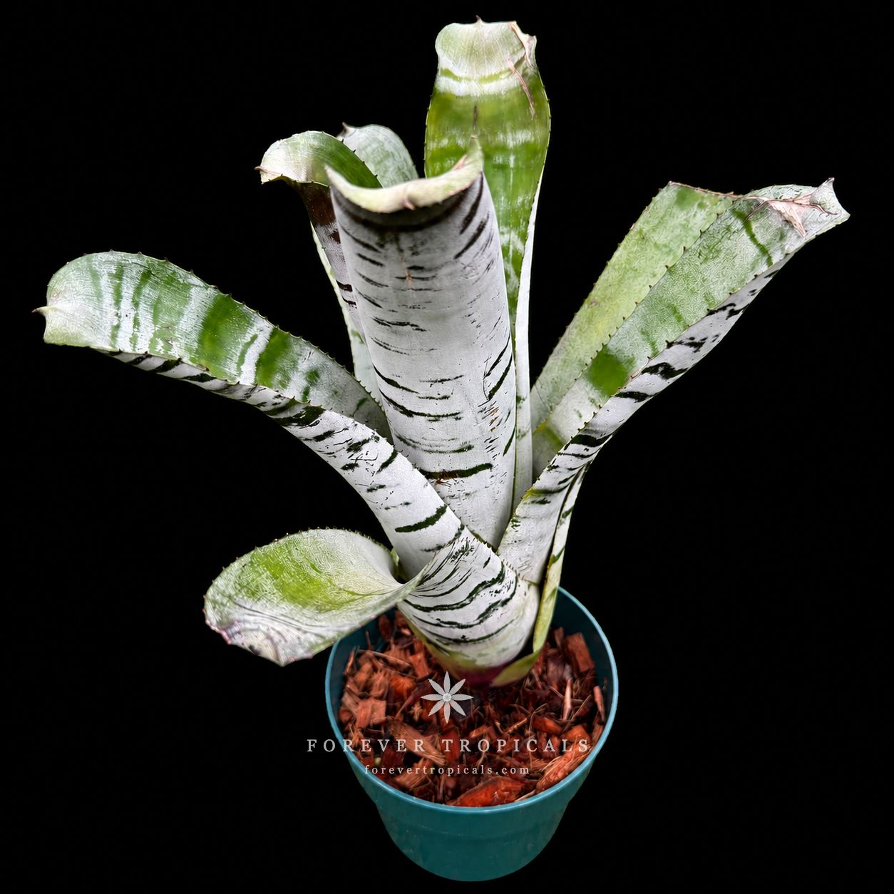 Neoregelia 'Lucifer' variegated - Forever Tropicals