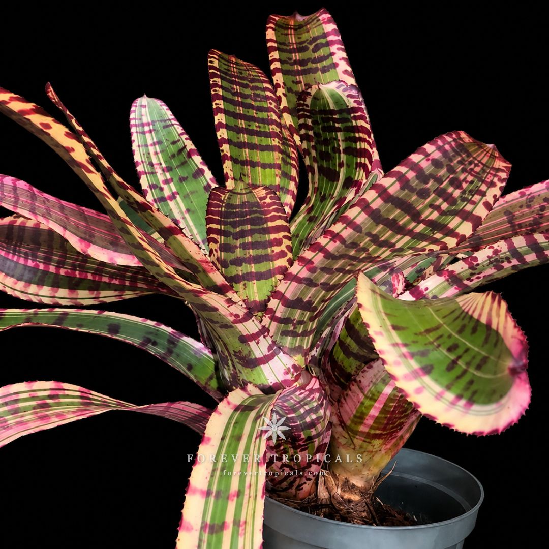 Neoregelia 'Queen Bee Albo' - Forever Tropicals