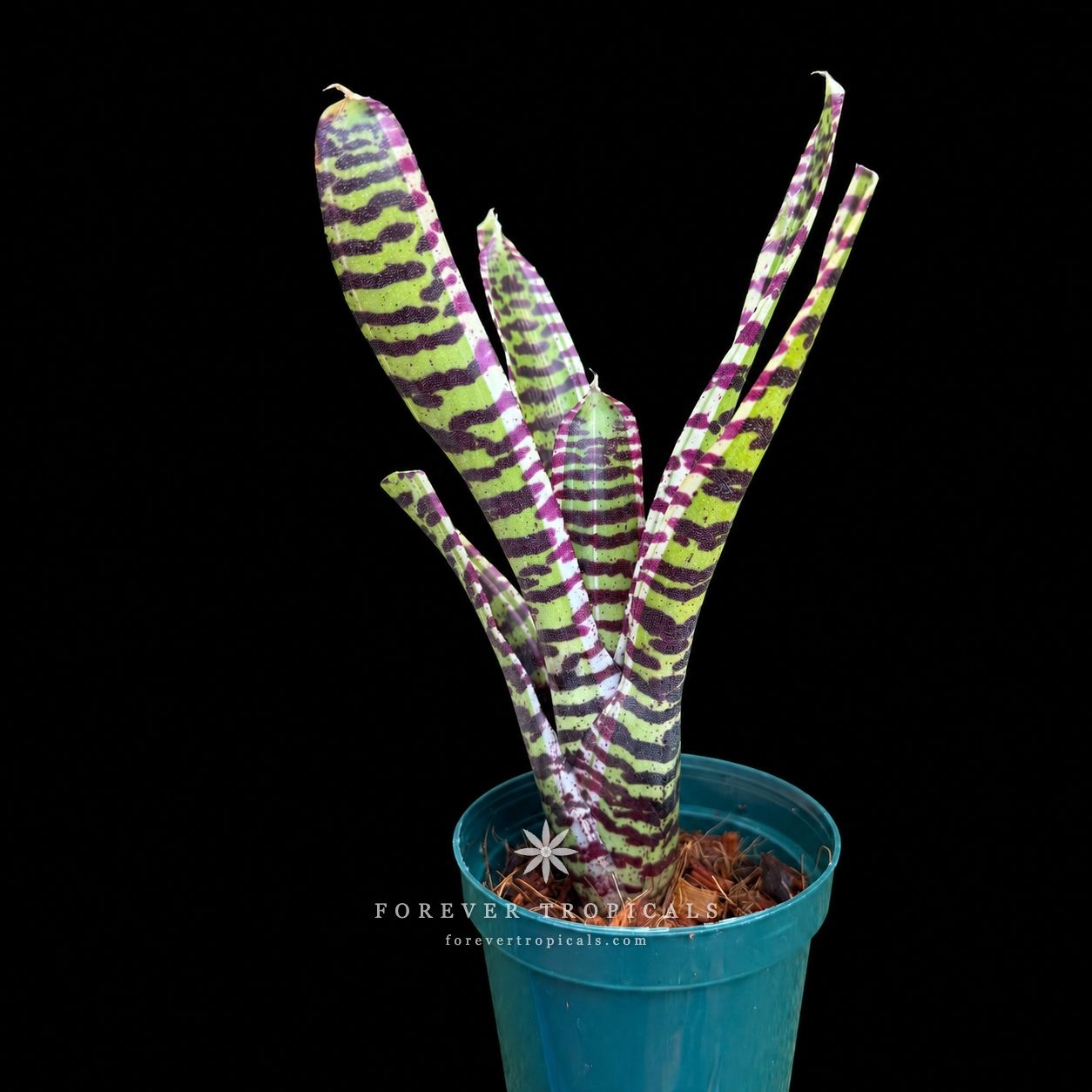 Neoregelia 'Lucifer' variegated - Forever Tropicals