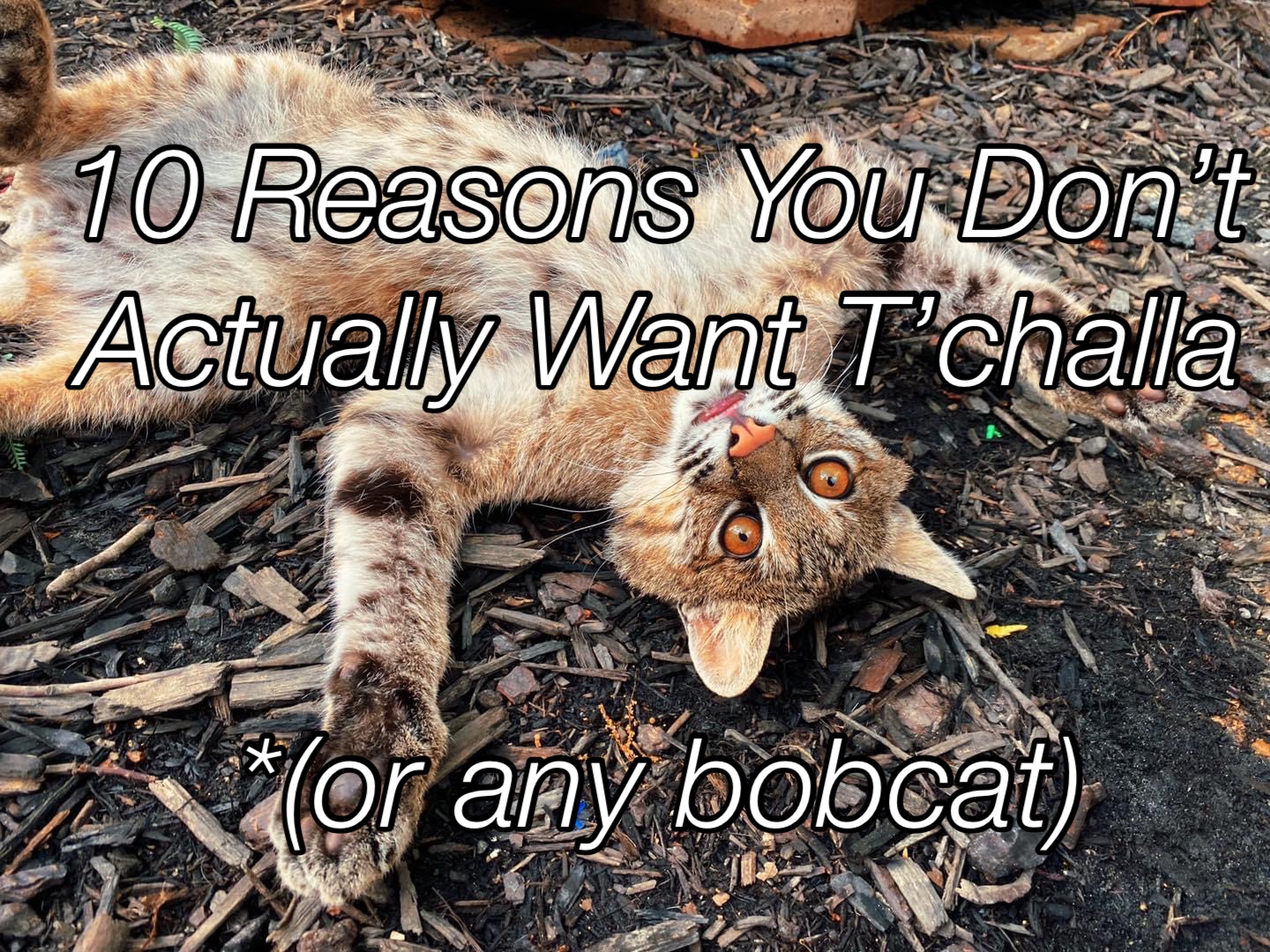 10 reasons you dont want a pet bobcat for fox sake wildlife rescue on pet bobcat for sale in alabama