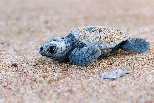 The impact of Climate change on Sea Turtle populations: the feminisation and decline of two Cypriot species.