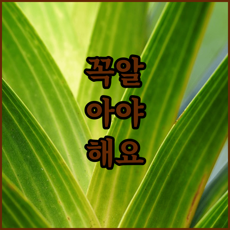 15분 컷! 매콤빨간 콩나물무침 황금레시피 대공개