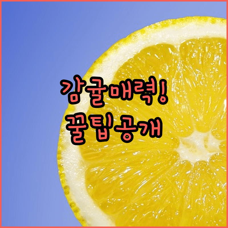 계절 감귤로 만드는 특별한 샐러드의 마법