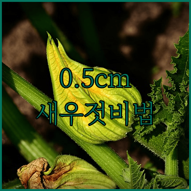 애호박 식감 살리는 0.5cm 두께의 마법, 새우젓국 황금 레시피