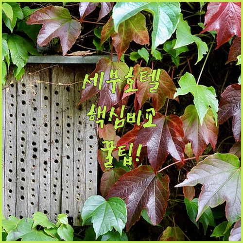 홀리데이 플라자 호텔 대 Cuarto Hotel 대 엘레간트 서클 인, 세부 여행 숙소 총정리