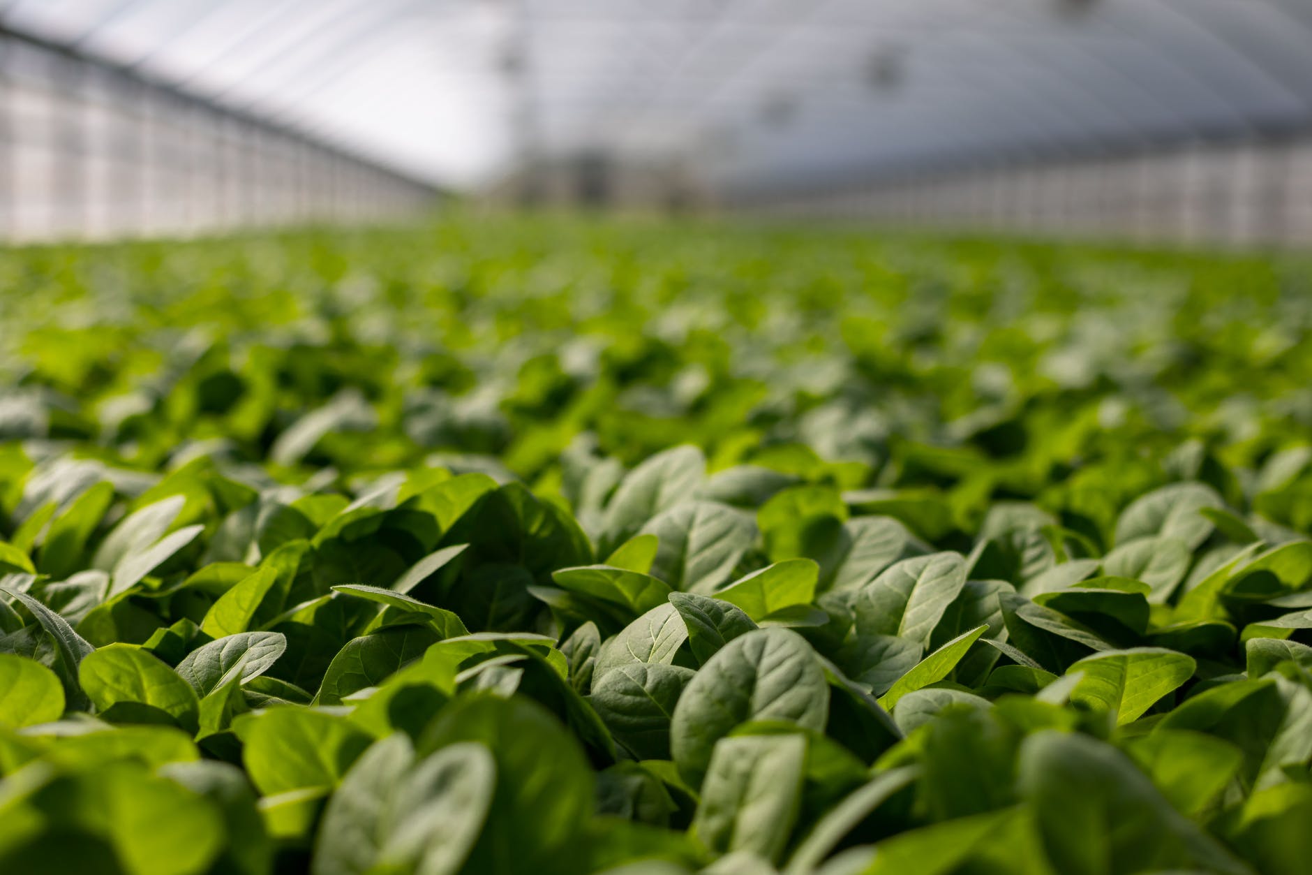 selective focus photo of plants
