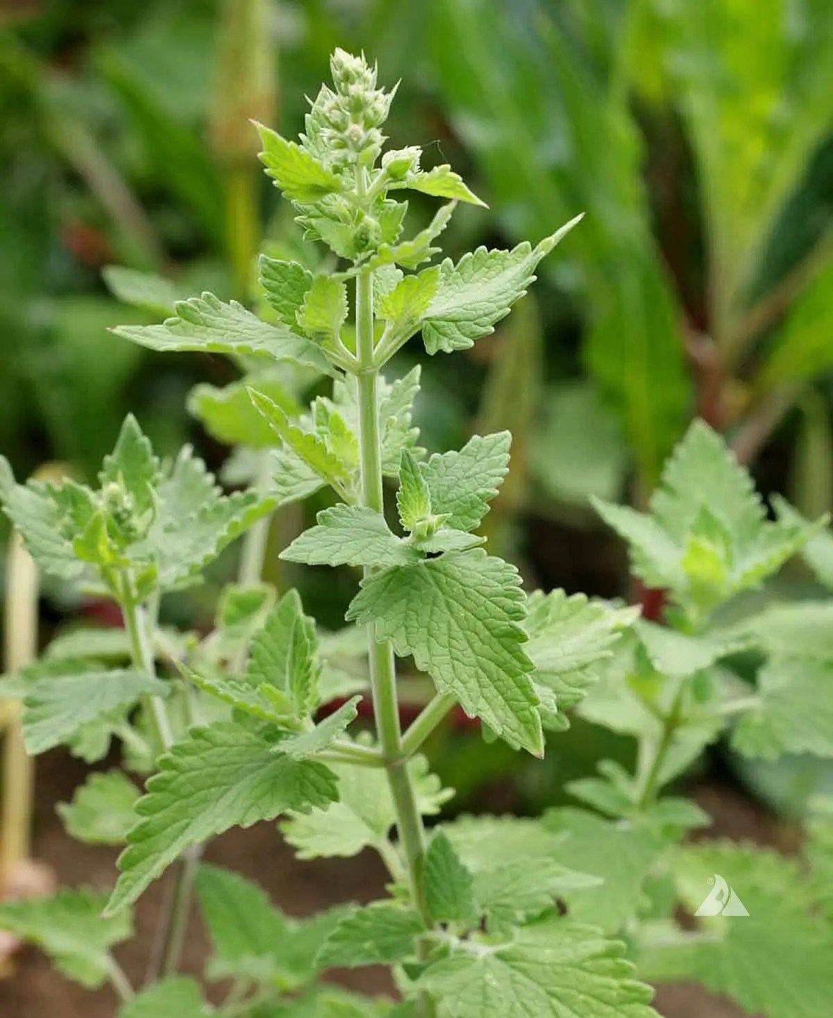 A Nepata plant, aka catnip and catmint