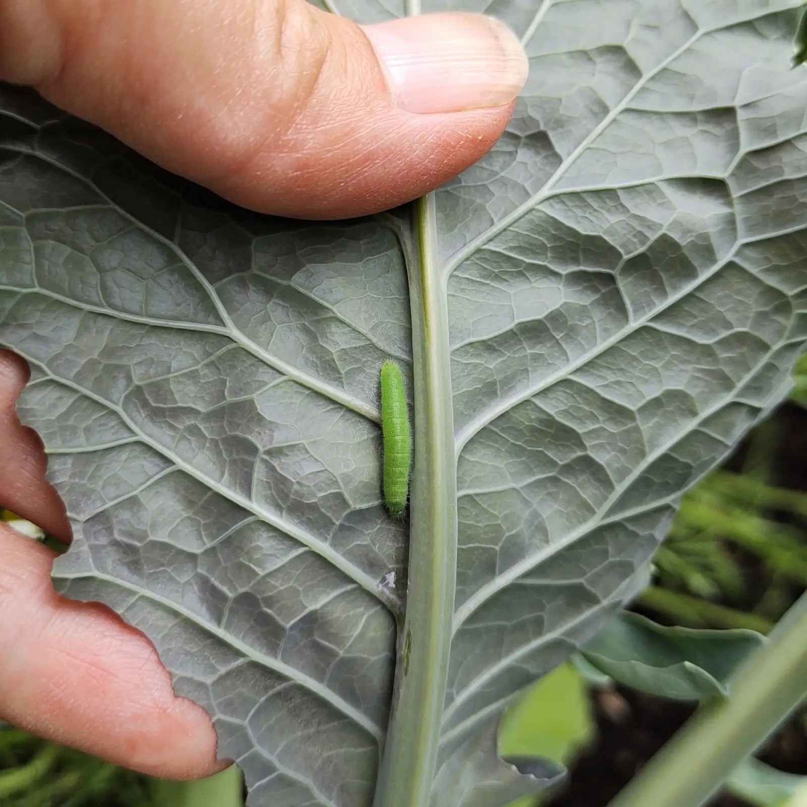 A cabbage moth larvae on bottom of broccoli leaf