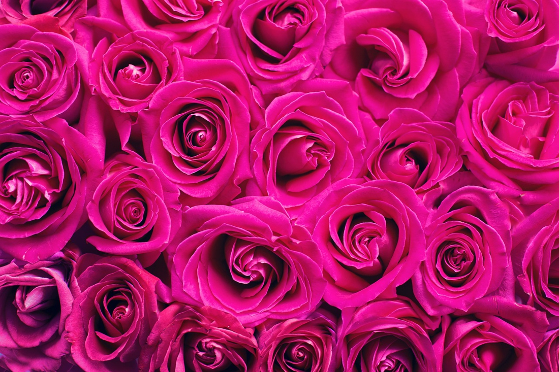 pink-roses