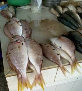 Electricity Supply Improves, But Slow Business Hits Gambian Fish Vendors 