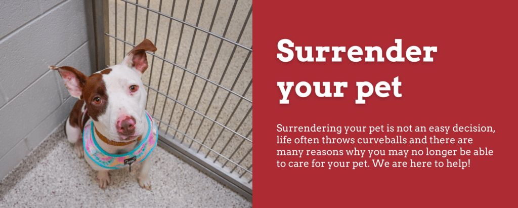 Pet Surrender Forsyth Humane Society JOin Our Volunteer Program 1024x411 