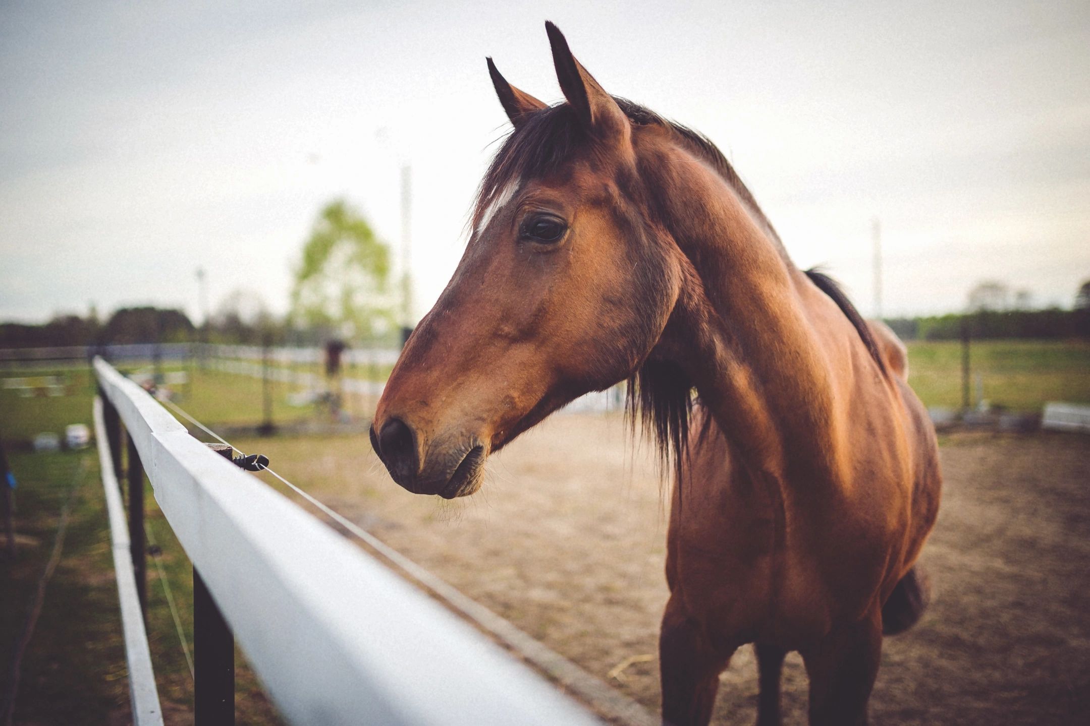 Horse after equine wash shiny coat and tail.