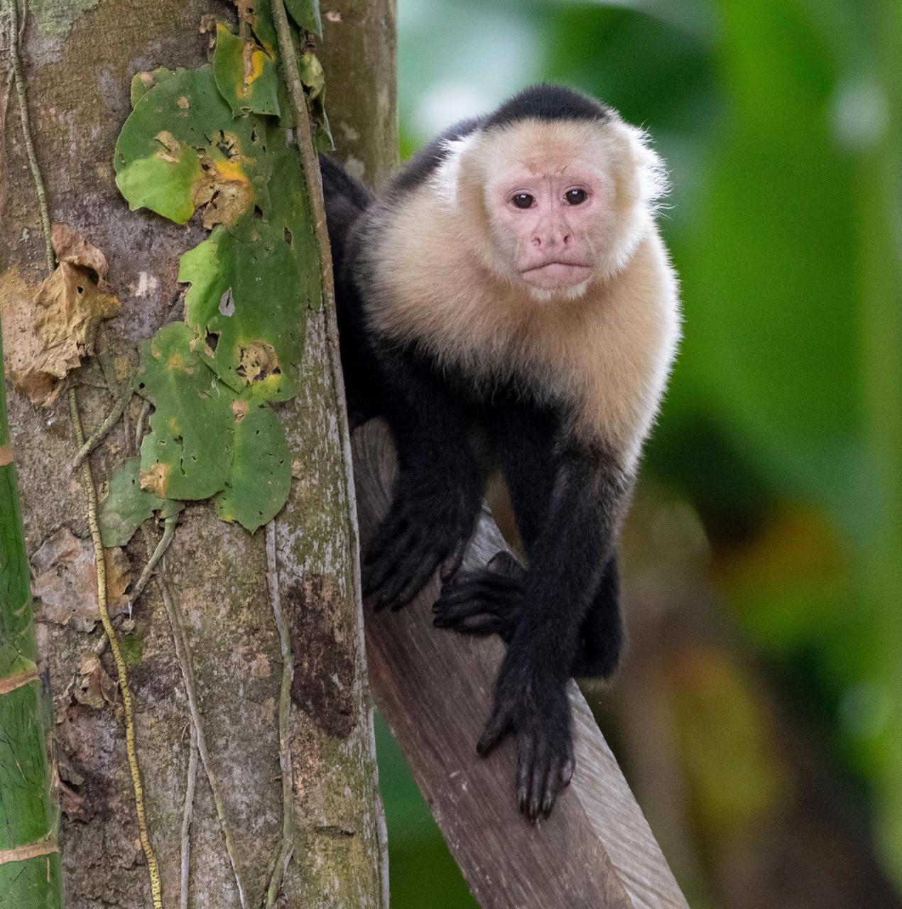 Monkey Farm (15)