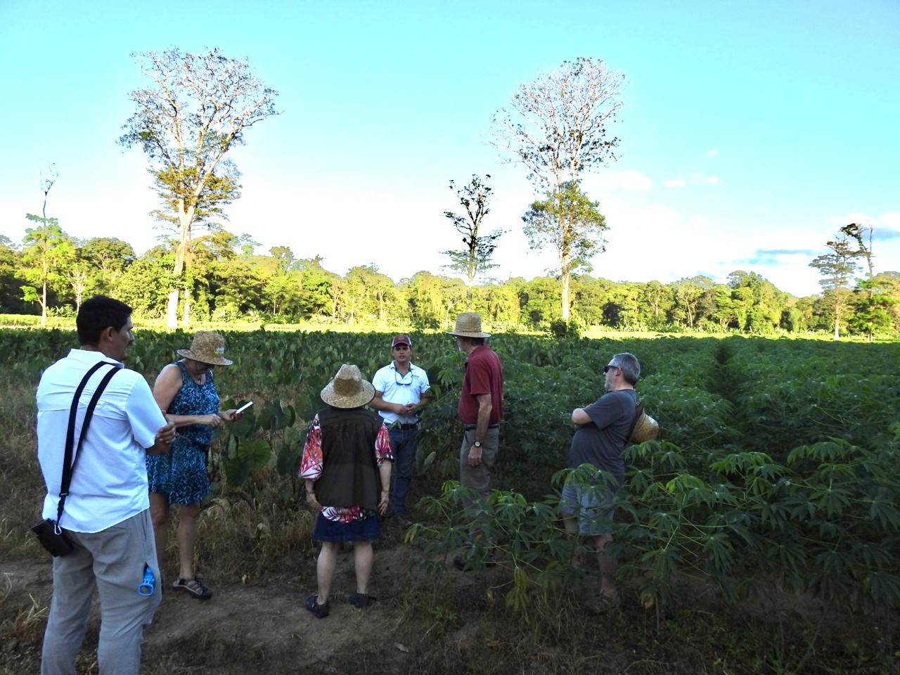 Monkey Farm (28)