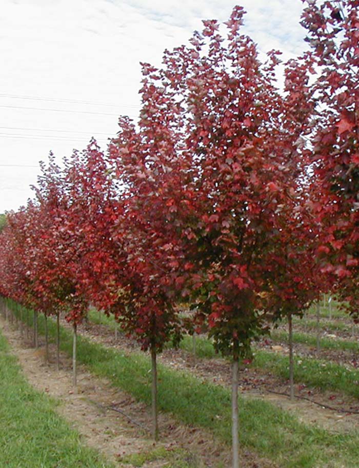 Brandywine Maple Acer Rubrum I Need A Tree