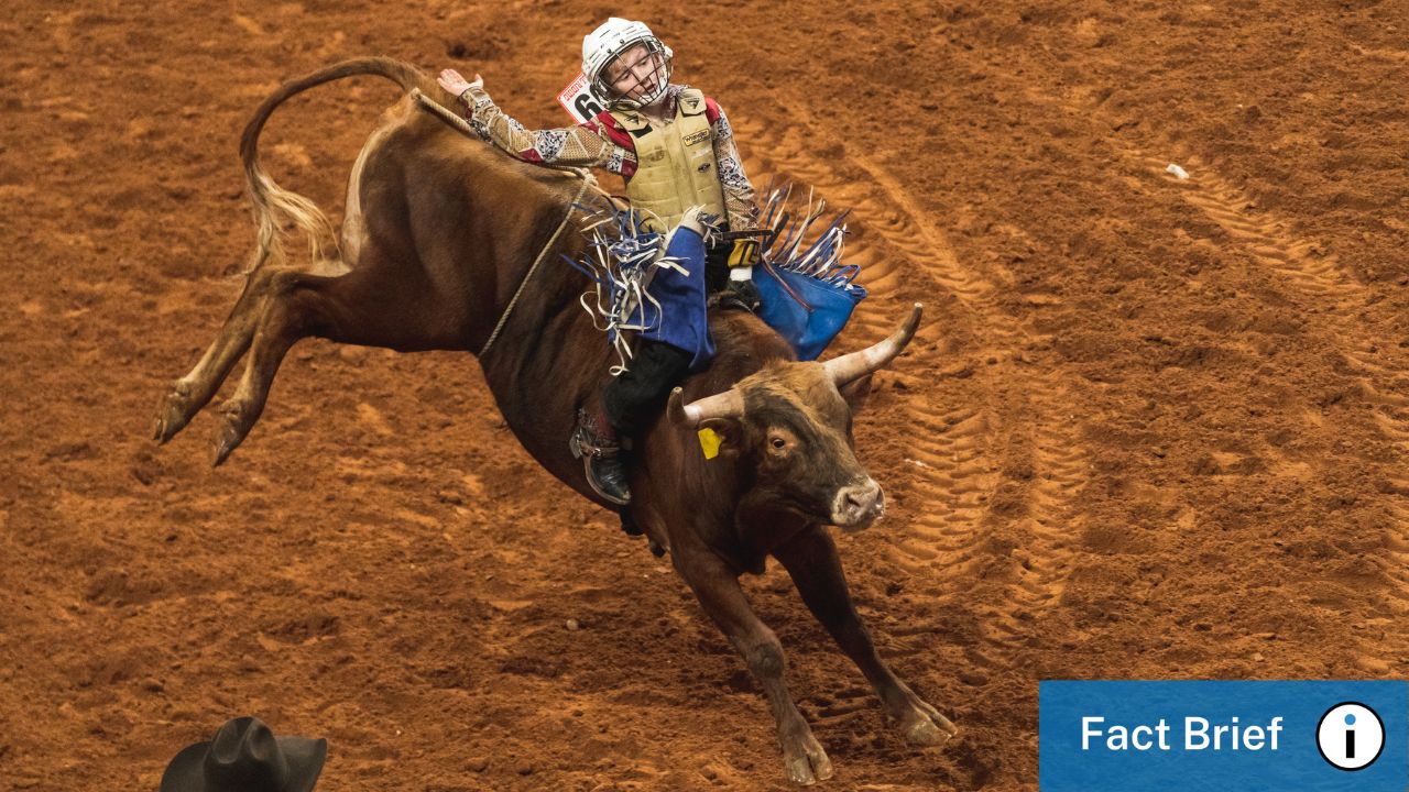 Is Rodeo Houston more popular than the Fort Worth Stock Show 