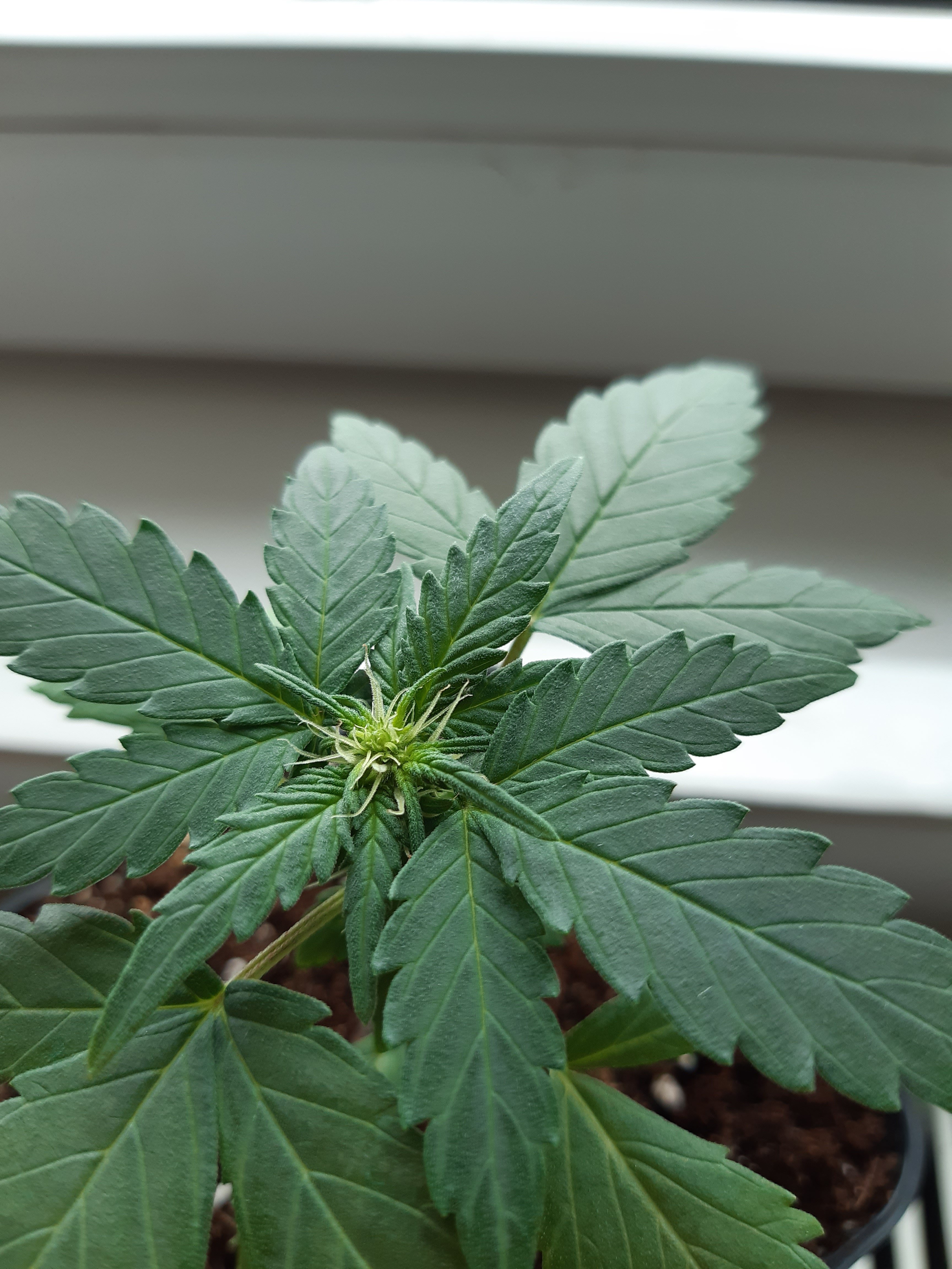 Find intriguing stories that speak to you and discover inspiring voices. Autoflower flowering too early ?? | Grasscity Forums - The