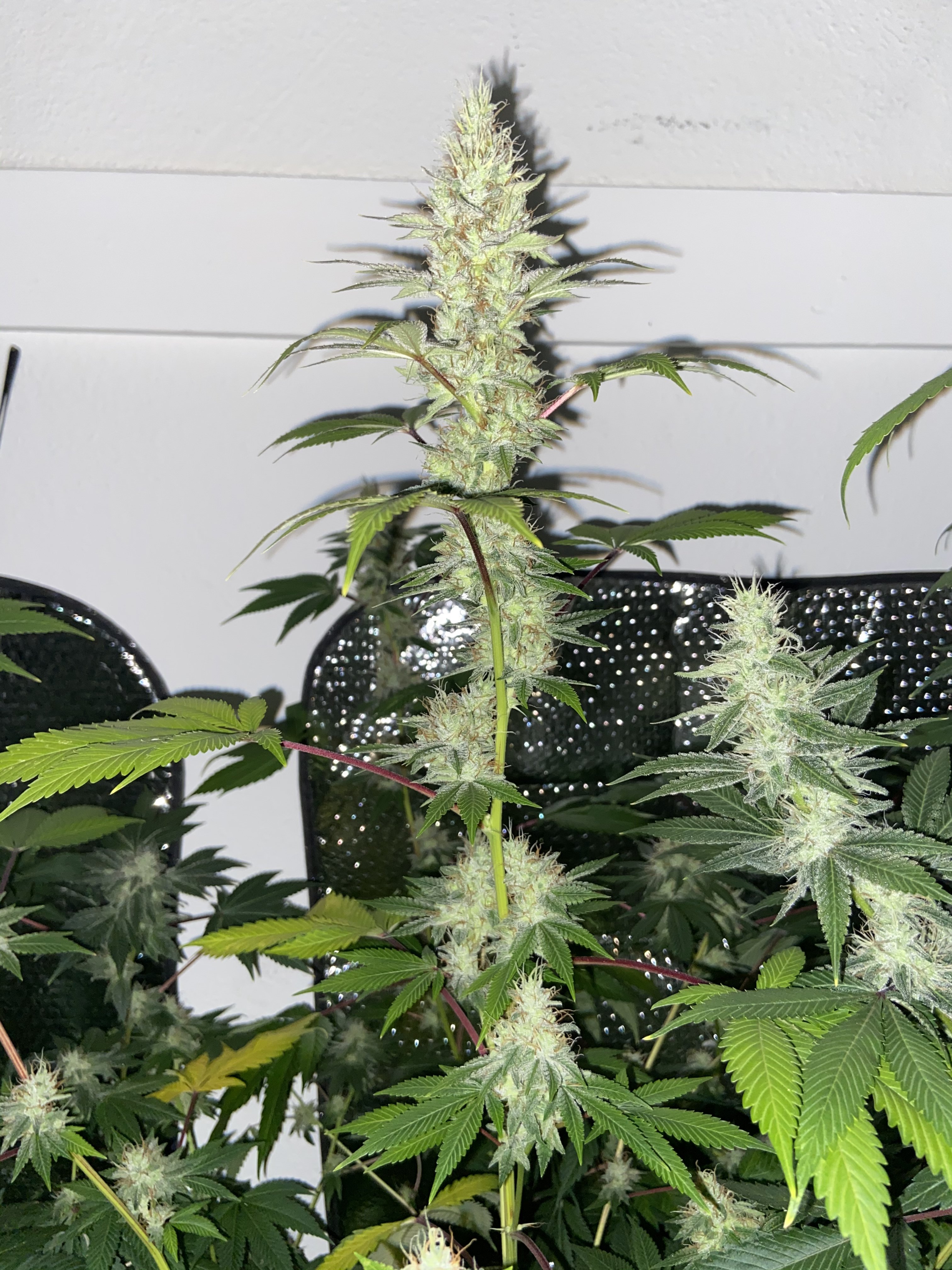 · search for 'outlook.' · you'll see a file menu in . 5 weeks flowering 5 females how we looking | Grasscity