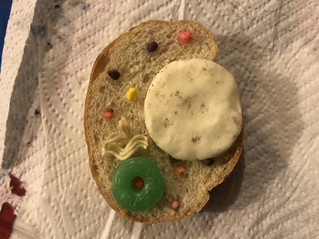 Animal cell model out of food. Animal Cell Model My Son Made It Completed Projects The Lettuce Craft Forums