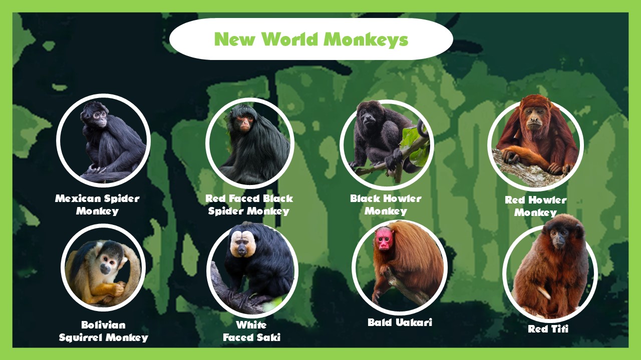 Ultimate primate roster 2023