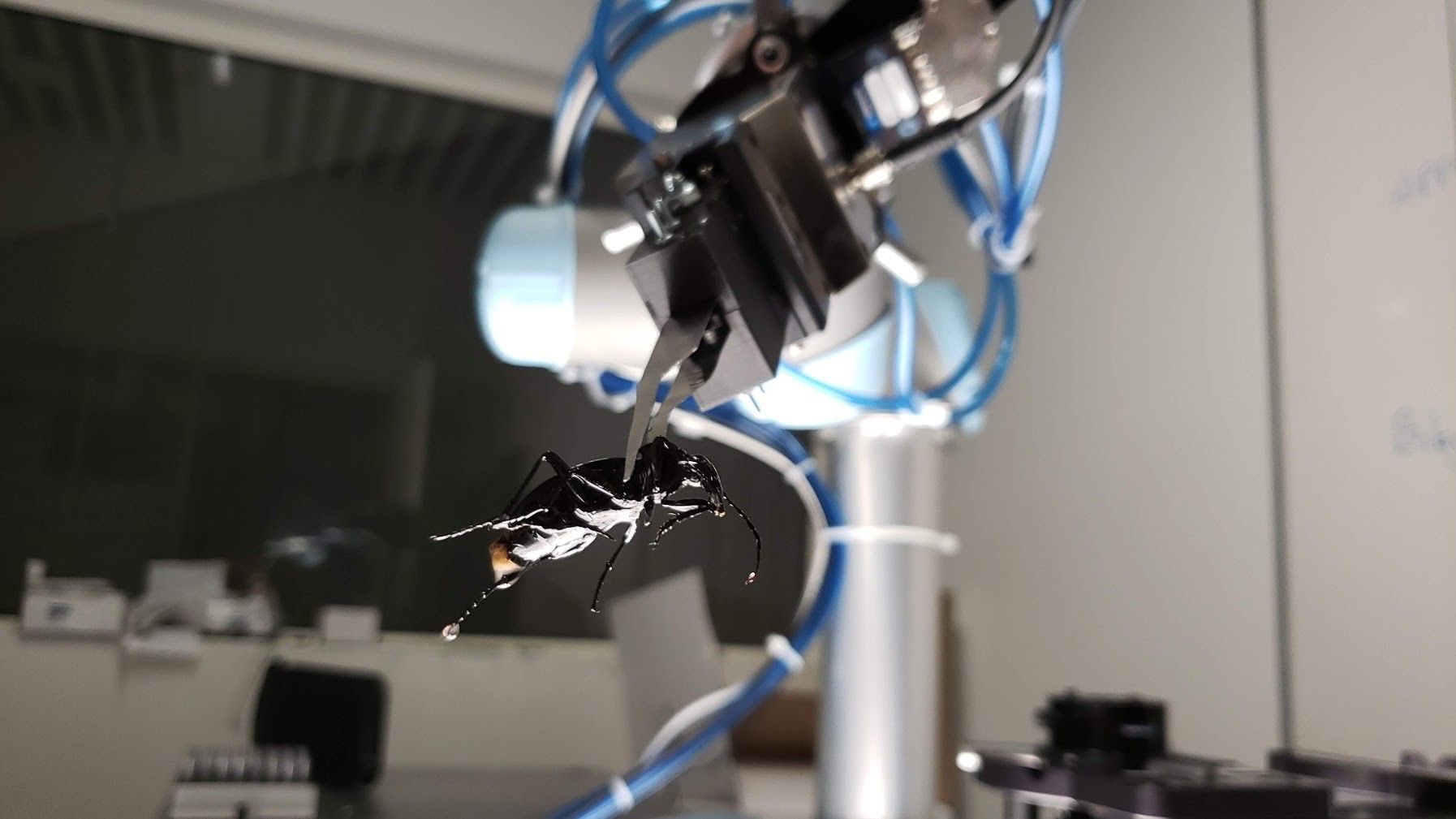 Automation Of Sorting Identification Of Arthropod Samples Using