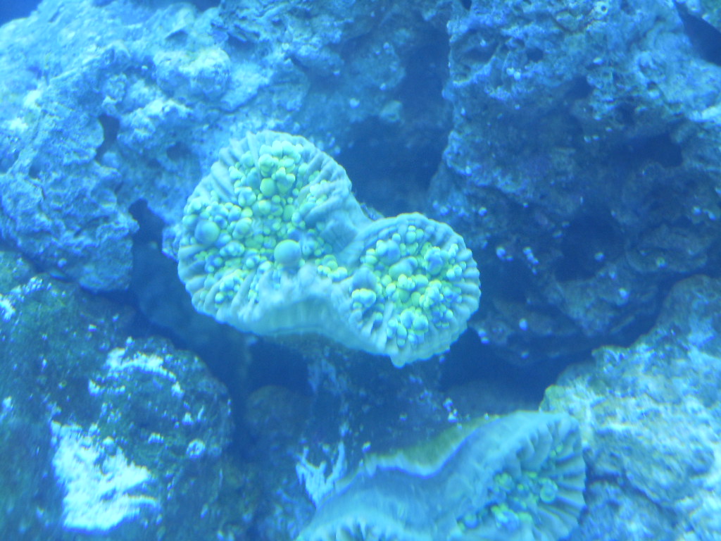Hammer Coral Not Opening The Same Coral Forum Nano Reef Munity Hammer coral not opening Hey there folksokay I got a hammer coral about 3-4 weeks ago and its just not coming out all the way.