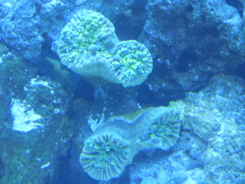 Hammer Coral Not Opening Coral Forum Nano Reef Munity Is My Torch Dying Reef2reef Saltwater And Reef Aquarium Forum.